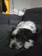 SPOED – tijdelijke opvang gezocht voor lieve hond, Dieren en Toebehoren, Reu, 1 tot 2 jaar, Eén hond, Nederland