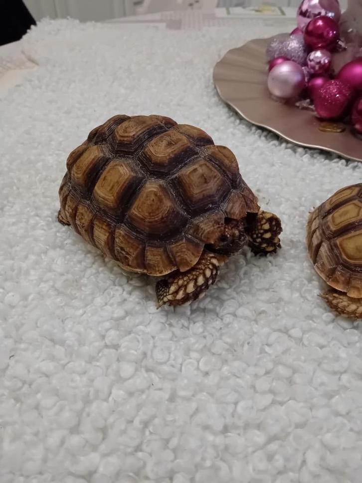 2 sulcata schildpadjes