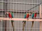 Harlekijn ara's, Dieren en Toebehoren, Vogels | Parkieten en Papegaaien, Mannelijk, Papegaai, Geringd