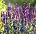 12 voor € 15,00. Salvia Caradonna., Ophalen, Zomer, Overige soorten, Volle zon