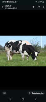 Tk embryo's van top bwb stamboek koe, Dieren en Toebehoren, Runderen, Mannelijk, 3 tot 6 jaar