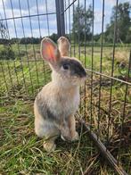 Juul zoekt een huisje! (gecastreerd en gevaccineerd), Dieren en Toebehoren, Konijnen, Mannelijk, Klein, 0 tot 2 jaar