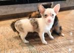Chihuahua x pomeriaan, Dieren en Toebehoren, Honden | Chihuahua's en Gezelschapshonden, Parvo, 8 tot 15 weken, Teef, Eén hond