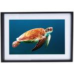 Schildpad Poster met Zwarte Lijst, Ophalen of Verzenden, Zo goed als nieuw, Foto of Poster, Minder dan 50 cm