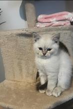 Britse korthaar kitten, Kater