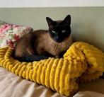 Siamese kater, Dieren en Toebehoren, Katten en Kittens | Raskatten | Korthaar, Kater, Gechipt, 3 tot 5 jaar
