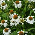 Zonnehoed - Echinacea (purpurea), Ophalen of Verzenden, Overige soorten, Volle zon