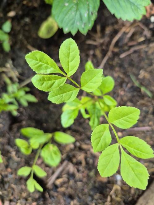 Boom es stek 1 jaar bio, Tuin en Terras, Planten | Tuinplanten, Overige soorten, Halfschaduw, Lente, Ophalen