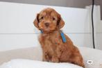 Australian labradoodle pups MINI met stamboom, Dieren en Toebehoren, Honden | Retrievers, Spaniëls en Waterhonden, Overige rassen