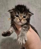 Maine coon kittens met stamboom(russische lijn), Dieren en Toebehoren, Meerdere dieren, Met stamboom, 0 tot 2 jaar