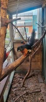 2 koppels handtamme prevost rafflesi eekhoorns, Dieren en Toebehoren, Knaagdieren, April, Meerdere dieren, Overige typen, Tam