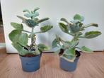 Kalanchoë Beharensis - Olifantsoor/Groene Kalanchoë H: 30 cm, Huis en Inrichting, Ophalen, Vetplant, Halfschaduw, Minder dan 100 cm