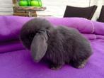 Minilop, nhd, dwerghangoor, babykonijntjes, Dieren en Toebehoren, Konijnen, Meerdere dieren, Dwerg, Hangoor, 0 tot 2 jaar