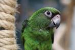 Verwacht | baby | papegaaien | diverse soorten, Meerdere dieren, Papegaai, Pratend