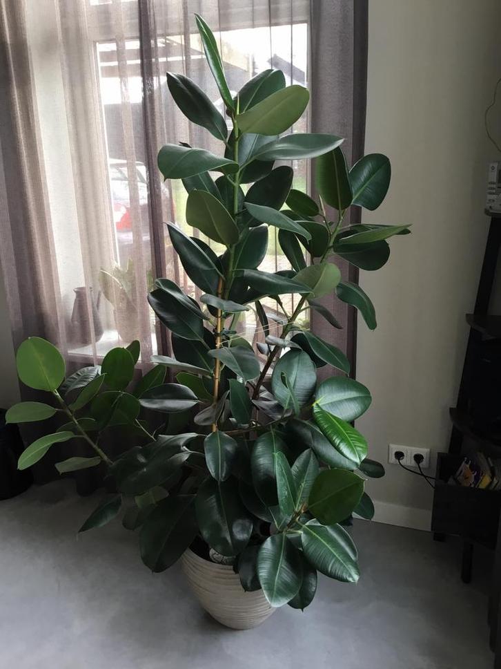Grote Gezonde Magni Ficus plant, Huis en Inrichting, Kamerplanten, Ficus, 150 tot 200 cm, Halfschaduw, Ophalen of Verzenden