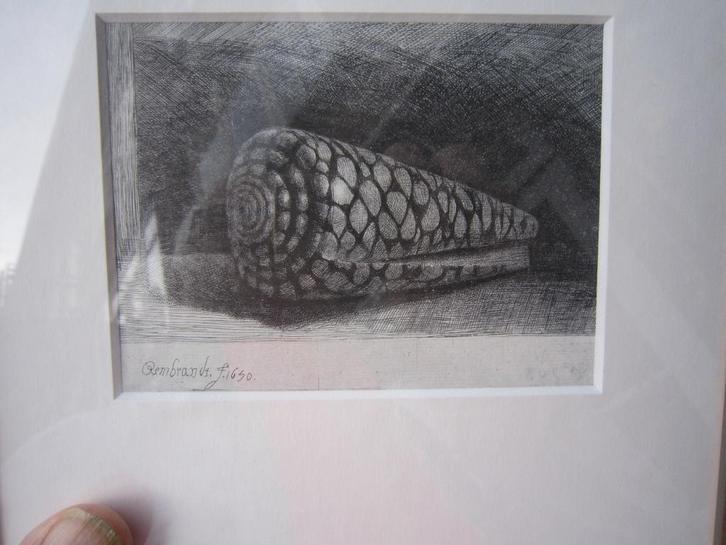REMBRANDT Nadruk ets, De schelp in mooi lijstje, Antiek en Kunst, Kunst | Etsen en Gravures, Ophalen