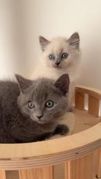 Britse korthaar kitten, Dieren en Toebehoren, Katten en Kittens | Raskatten | Korthaar, Kater, Ontwormd