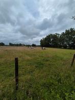 Gezocht stalling weidegang pensionstal, Weidegang