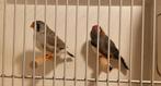Zebravink koppel Grijs x Bleekrug Grijs, Dieren en Toebehoren, Vogels | Overige Vogels, Meerdere dieren, Tropenvogel, Geringd