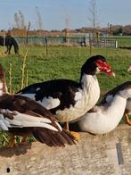 1 kaapse eenden haan, april 2025, Dieren en Toebehoren, Pluimvee, Mannelijk, Eend