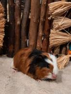 Cavia's super lief en super tam., Dieren en Toebehoren, Knaagdieren, November, Cavia, Tam