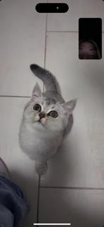 Brits korthaar grey shaded