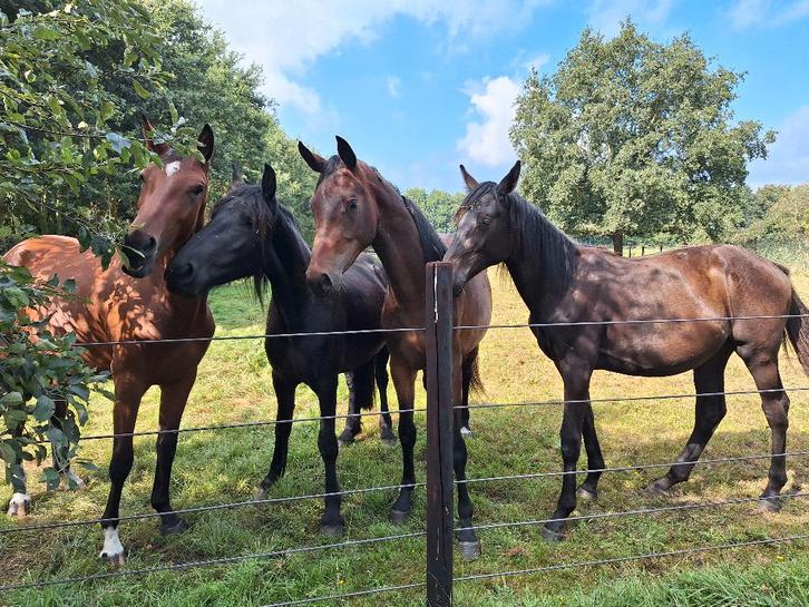 Kleinschalige opfok, Dieren en Toebehoren, Stalling en Weidegang, Opfok, Stalling, Weidegang