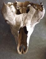 Schedel Antiek Paard Bodemvondst, Ophalen of Verzenden