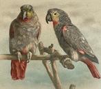 vogel ara Papegaai GRIJZE ROODSTAART, Verzenden, Voor 1920, Ongelopen, Overige thema's
