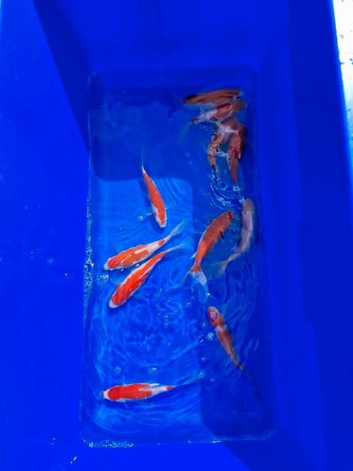Sarasa 15-18 cm AANBIEDING, Dieren en Toebehoren, Vissen | Vijvervissen, Karper of Koi