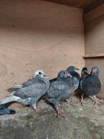 7 mooie jonge postduifjes, Meerdere dieren, Postduif