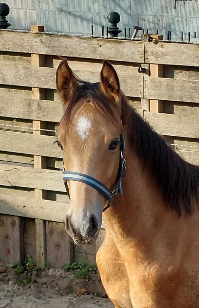 Gaaf valkkleurig hengstveulen v. Cassanova du Bois, Dieren en Toebehoren, Pony's, Hengst, 0 tot 2 jaar