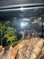 Lasiodora parahybana man/ tarantula/ vogelspin, Spin of Schorpioen