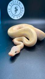 Koningspython Banana Pastel Pinstripe Desert Ghost man, Slang, 0 tot 2 jaar