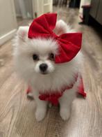 Ella Pomeriaan, Dieren en Toebehoren, Honden | Poolhonden, Keeshonden en Oertypen, Particulier, Keeshond, Buitenland, Teef