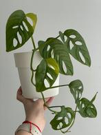 Monstera adansonii variegated aurea, Huis en Inrichting, Kamerplanten, Ophalen of Verzenden