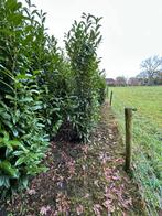 laurier en conifeer, Ophalen, Conifeer, Haag, 100 tot 250 cm