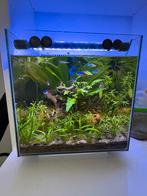 Compleet aquarium 30 liter, Ophalen, Nieuw, Gevuld zoetwateraquarium