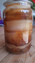 Kombucha scoby, Ophalen of Verzenden