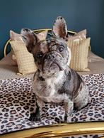 Franse Bulldog Merle kleur Teefje 3 jaar zoekt nieuw huisje, Dieren en Toebehoren, Honden | Bulldogs, Pinschers en Molossers, België