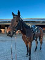 Lieve 5-jarige ierse ruin, Dieren en Toebehoren, B, Gechipt, Ruin, 3 tot 6 jaar