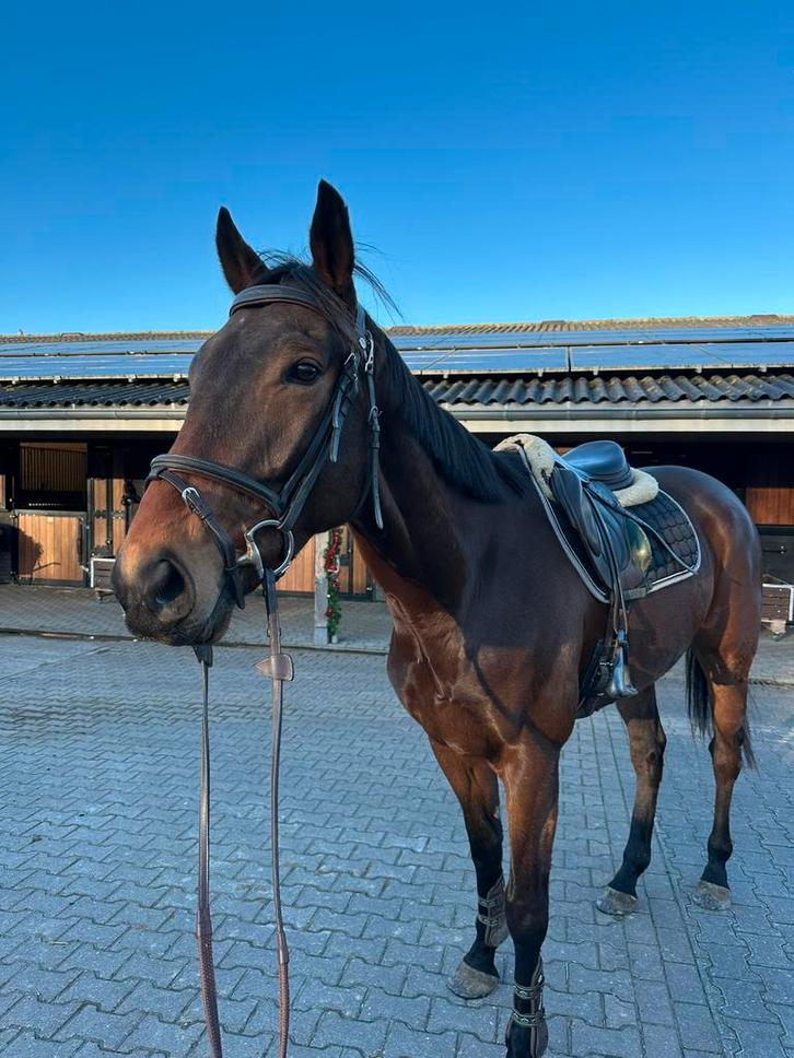 Lieve 5-jarige ierse ruin, Dieren en Toebehoren, Paarden, Ruin, B, 160 tot 165 cm, 3 tot 6 jaar, Recreatiepaard, Met stamboom