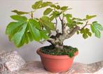 Ficus Carica Vijg Bonsai, Bloeit niet, Halfschaduw, Minder dan 100 cm, Overige soorten