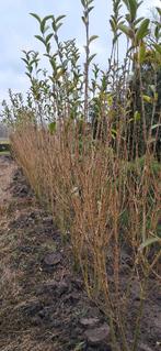 ligustrum ovalifolium liguster struiken 150+ cm  met kluit, Ophalen, Liguster, 100 tot 250 cm