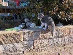 Europese korthaar kitten, vrouwtje, poesje, Dieren en Toebehoren, Katten en Kittens | Dekkaters, 0 tot 2 jaar