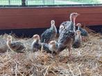 Jonge kalkoenen van 13 mei en eind mei, Dieren en Toebehoren, Pluimvee, Geslacht onbekend, Kalkoen