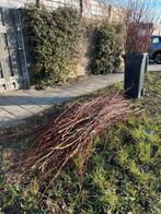 Gesnoeide linde takken gratis af te halen, Ophalen