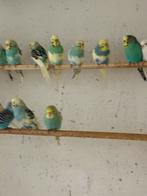 Gezocht meerdere grasparkieten/valkparkieten, Dieren en Toebehoren, Vogels | Parkieten en Papegaaien, Meerdere dieren, Parkiet