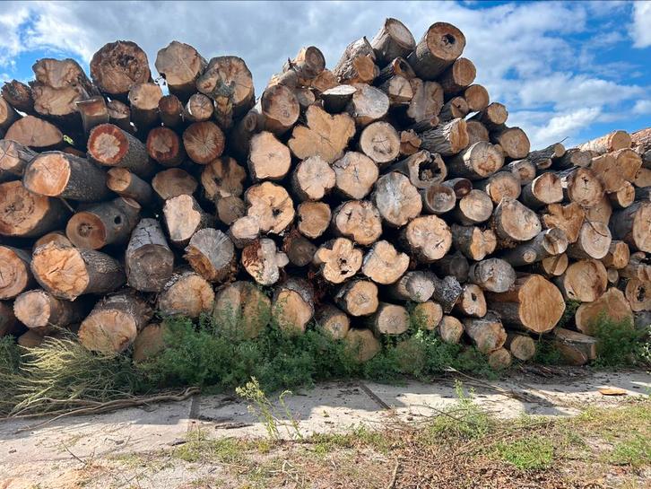 Stamhout, per vracht van 20 ton. Mix van loofhout soorten, Tuin en Terras, Haardhout, Stammen, Overige houtsoorten, 6 m³ of meer