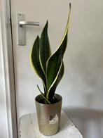 Sansevieria Laurentii (Vrouwentong) - Luchtzuiverend, Ophalen, Overige soorten, Halfschaduw, In pot